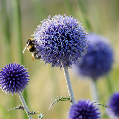 thumbnail voor Gardeners’ World magazine